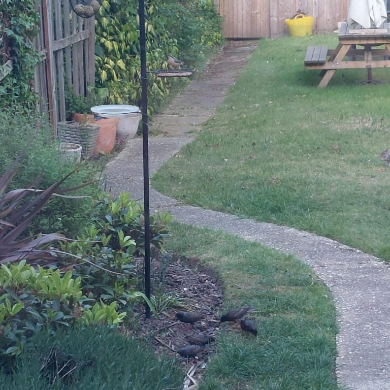 borders and garden maintenance