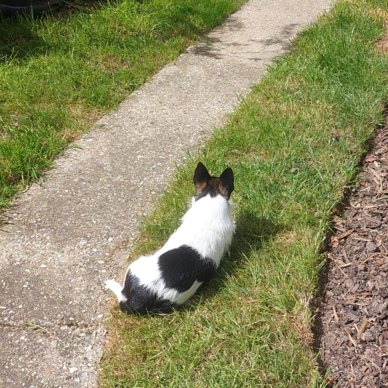borders edging and weeding