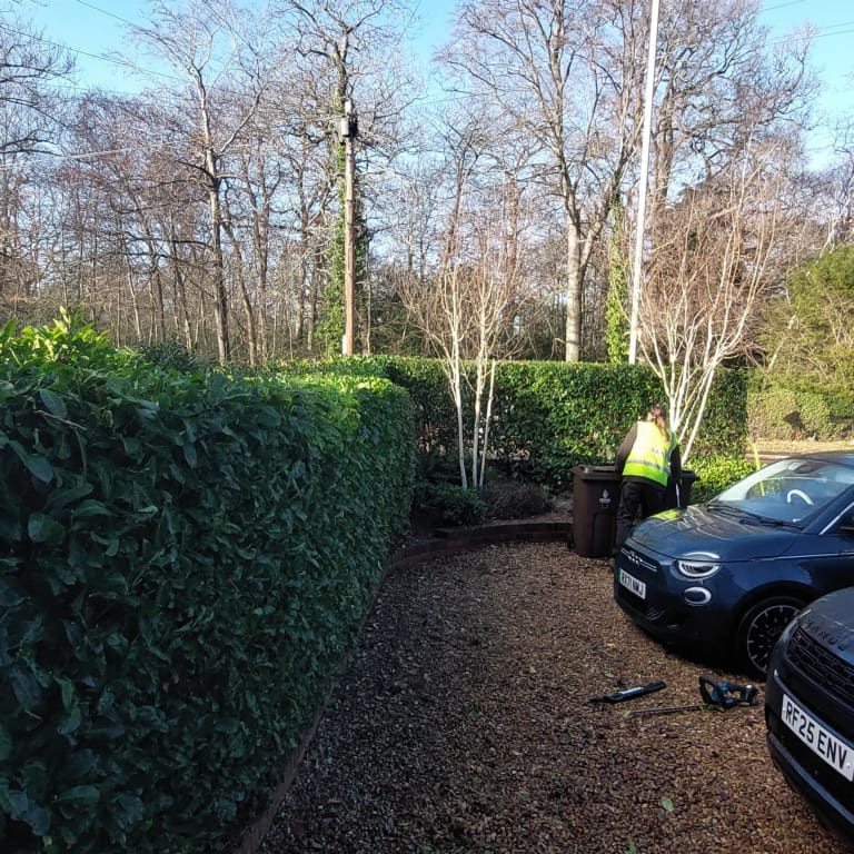 garden maintenance hedge cutting trimming