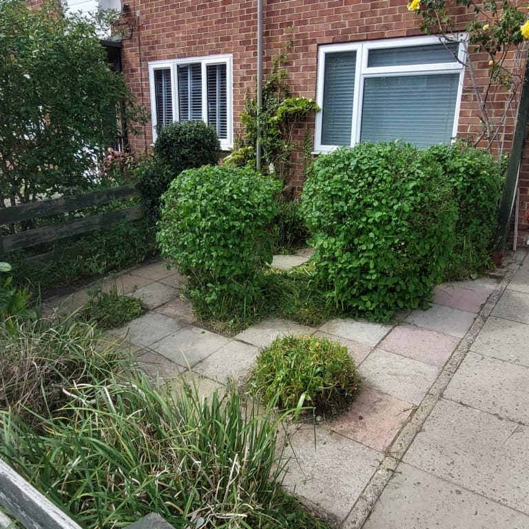 garden tidy up