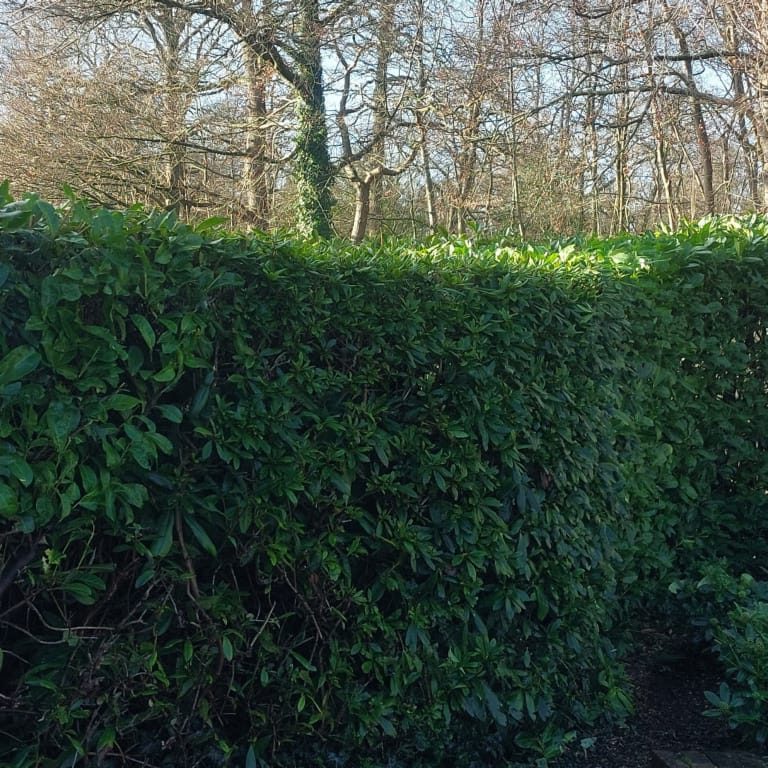 hedge trimming garden maintenance